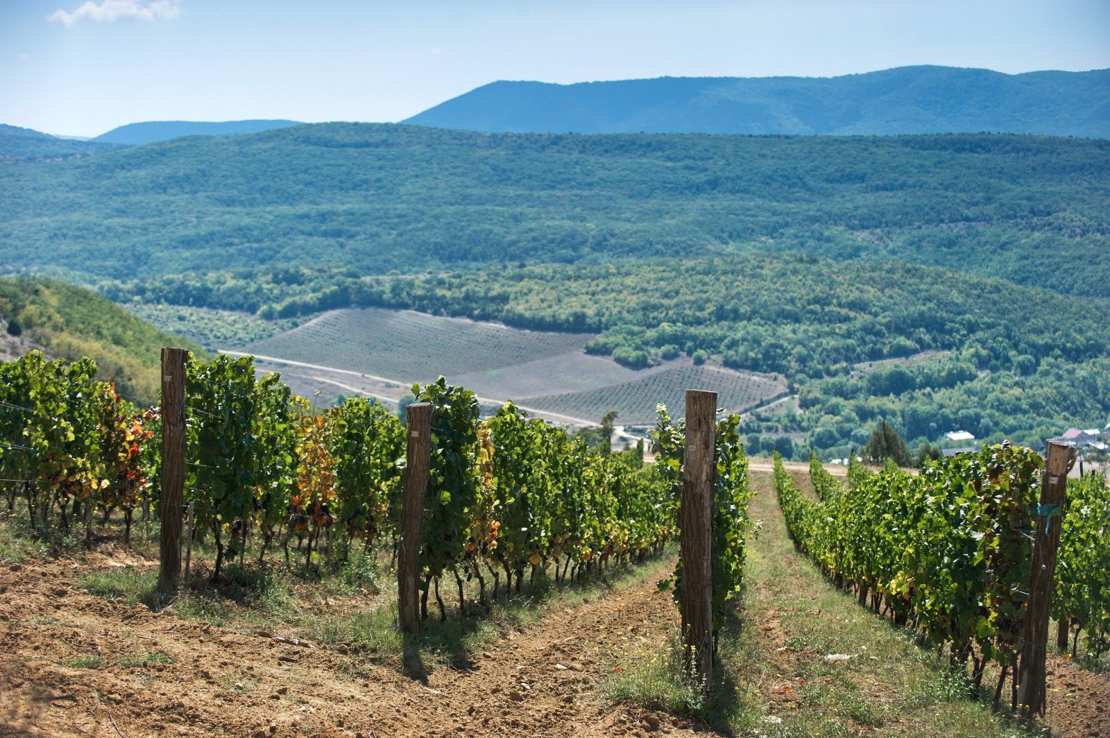 Analog film photograph of vineyard rows climbing a sun-warmed hillside, with forested mountains and a soft blue sky beyond, tones of moss green and earthy brown.